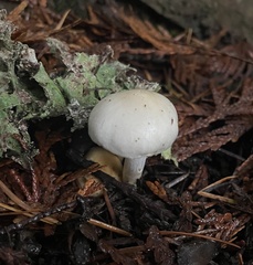 Inocybe pudica