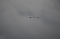 Branta hutchinsii