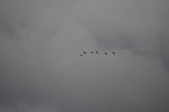 Branta hutchinsii