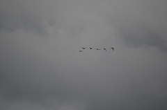 Branta hutchinsii