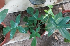 Philodendron squamiferum