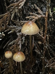 Mycena aurantiomarginata
