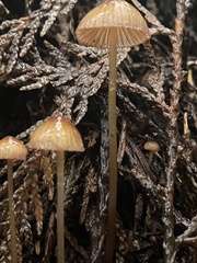 Mycena aurantiomarginata