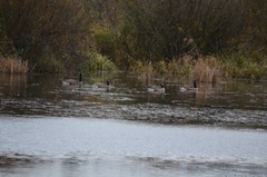 Branta hutchinsii