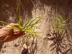 Asclepias labriformis