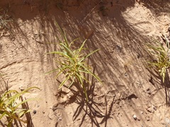 Asclepias labriformis