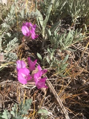 Astragalus utahensis