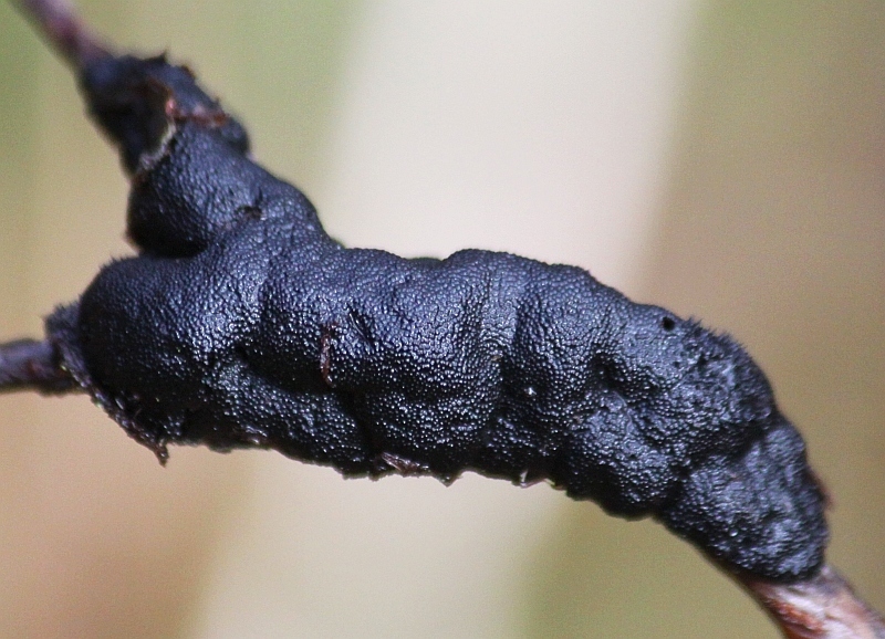 black knot