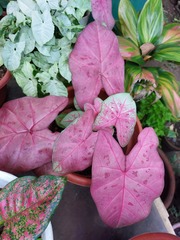 Caladium bicolor