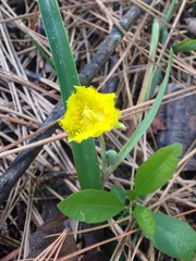 Calochortus monophyllus