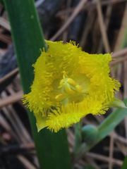 Calochortus monophyllus