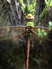 Anax speratus