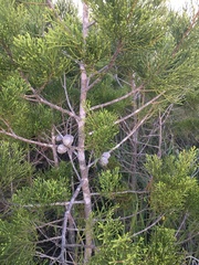 Widdringtonia nodiflora