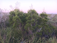 Widdringtonia nodiflora