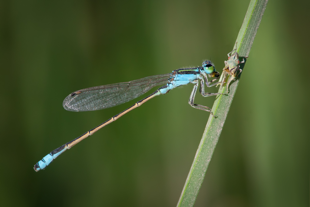 Ischnura fluviatilis