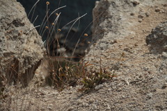 Cephalaria coriacea