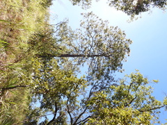 Pinus teocote