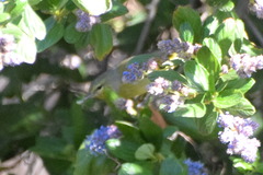 Leiothlypis celata orestera