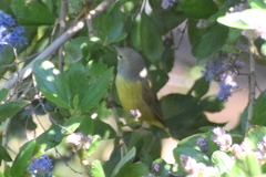 Leiothlypis celata orestera