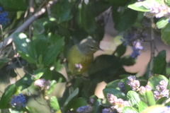 Leiothlypis celata orestera