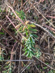 Euphorbia petrophila