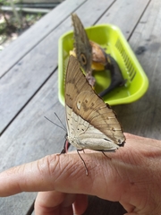 Archaeoprepona amphimachus