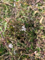 Asperula tenella