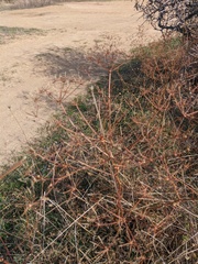 Ferulago galbanifera