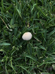 Conocybe