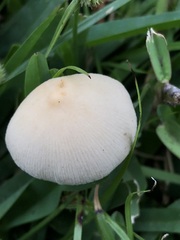 Conocybe