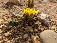 Taraxacum hybernum