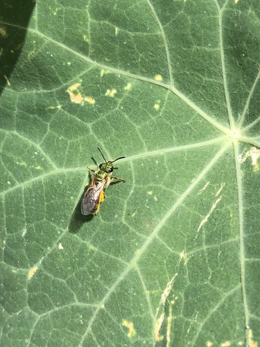 photo of Golden Sweat Bee (Augochlorella aurata)