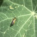 photo of Golden Sweat Bee (Augochlorella aurata)