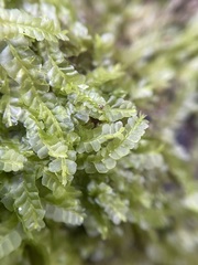 Chiloscyphus pallescens