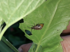 Disonycha bicarinata