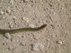 Thamnophis proximus rutiloris
