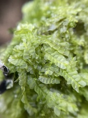 Chiloscyphus pallescens