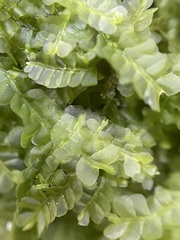 Chiloscyphus pallescens