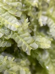 Chiloscyphus pallescens