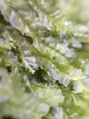 Chiloscyphus pallescens