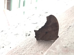 Melanitis leda