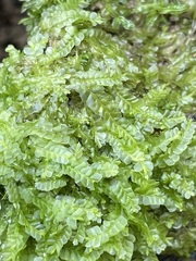 Chiloscyphus pallescens