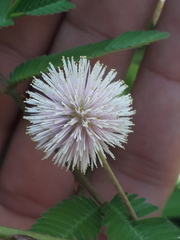 Mimosa tweedieana