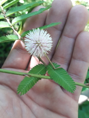 Mimosa tweedieana