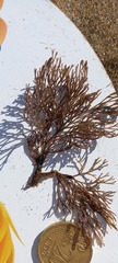Bugulina turbinata