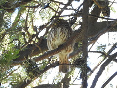 Glaucidium brasilianum