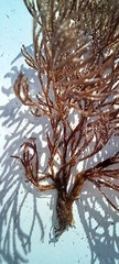 Bugulina turbinata