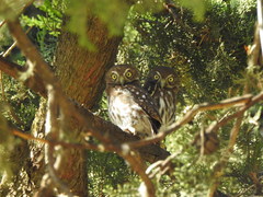 Glaucidium brasilianum
