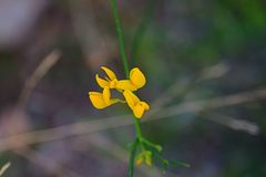 Coronilla juncea