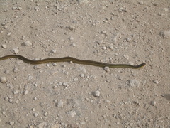 Thamnophis proximus rutiloris